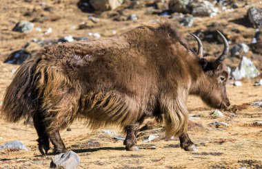 Yak ya da dzo, latin Bos mutus grunniens kahverengi yak
