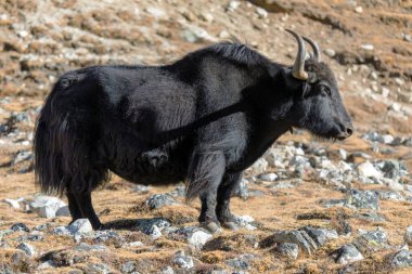 Yak ya da dzo, çayırda siyah beyaz öküz, Latince Bos mutus grunniens