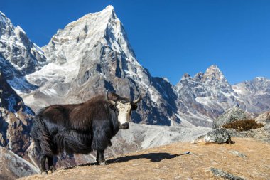 Kara beyaz öküz ya da dzo Everest ana kampına giderken Tabuche ve Cholatse tepelerini, Nepal Himalayas dağlarını, latin Bos mutus grunniens tepelerini tırmanır.