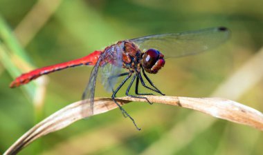 Latince Sympetrum Sanguineum 'da kırmızı yusufçuk.