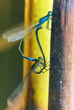 Mavi yusufçuk Enallagma cyathigerum, yaygın mavi papatya sineği, yaygın bluet, ya da yeşil arka planda çiftleşirken kuzey bluet