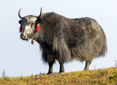 Yak ya da dzo, mavi gökyüzü arka planında siyah beyaz öküz, Latince Bos mutus grunniens
