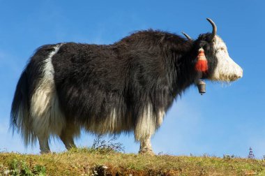 Yak ya da dzo, mavi gökyüzü arka planında siyah beyaz öküz, Latince Bos mutus grunniens