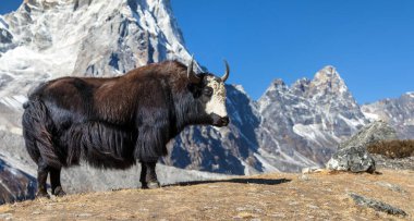 Kara beyaz öküz ya da dzo Everest ana kampına giderken Tabuche ve Cholatse tepelerini, Nepal Himalayas dağlarını, latin Bos mutus grunniens tepelerini tırmanır.