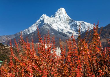 Ama Dablam Dağı 'nda mavi gökyüzü ve kızıl çalılar, Everest Dağı' ndaki ana kamp, Khumbu Vadisi, Sagarmatha Ulusal Parkı, Everest Bölgesi, Nepal Himalaya Dağı
