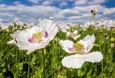 Çiçekli afyon haşhaş tarlası gökyüzünde güzel bulutlar, Latin papaver somniferum, beyaz renkli haşhaş gıda endüstrisi için Çek Cumhuriyeti 'nde yetiştirilir.