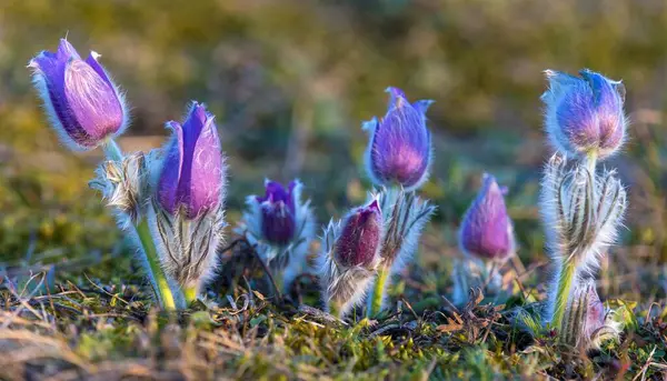 Pasqueflower, daha büyük pask çiçeğinin güzel mavi çiçeği ya da latin pulsatilla grandis içinde çayırdaki paskalya çiçeği.