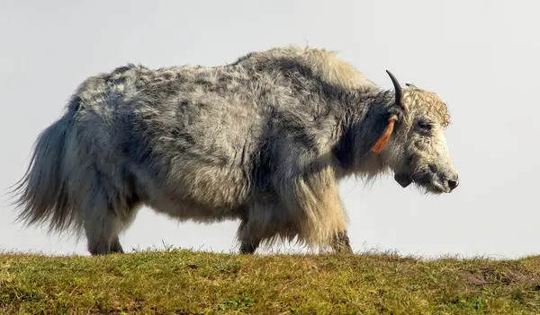 Yak ya da dzogrey renkli, latin Bos mutus grunniens ile beyaz bulut arka planında çayırda öküz