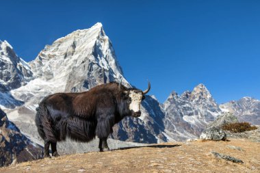 Kara beyaz öküz ya da dzo Everest ana kampına giderken Tabuche ve Cholatse tepelerini, Nepal Himalayas dağlarını, latin Bos mutus grunniens tepelerini tırmanır.