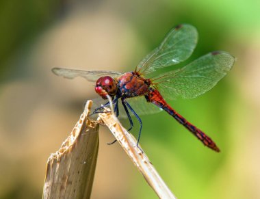 Latince Sympetrum Sanguineum 'da kırmızı yusufçuk.