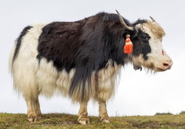 Yak ya da dzo, beyaz arka planda siyah beyaz öküz, Latince Bos mutus grunniens