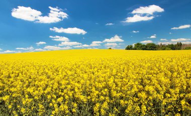 Latin Brassica Napus 'taki kolza tarlası gökyüzünde güzel bulutlar, yeşil enerji ve petrol endüstrisi için kolza tohumu, ilkbahar altın çiçek tarlası