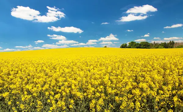 Latin Brassica Napus 'taki kolza tarlası gökyüzünde güzel bulutlar, yeşil enerji ve petrol endüstrisi için kolza tohumu, ilkbahar altın çiçek tarlası