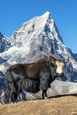Kara beyaz öküz ya da dzo Everest ana kampına giderken Tabuche ve Cholatse tepelerini, Nepal Himalayas dağlarını, latin Bos mutus grunniens tepelerini tırmanır.