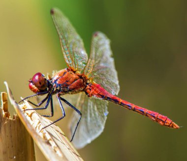 Latince Sympetrum Sanguineum 'da kırmızı yusufçuk.