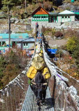 Sırt çantaları ip asma köprüsünde asılı sırt çantalarıyla Namche Bazar, Nepal Himalayas dağları yakınlarındaki Everest ana kampına giderken latin Bos mutus grunniens içinde Yak veya dzo.