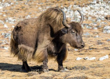 Yak ya da dzo, latin Bos mutus grunniens kahverengi yak