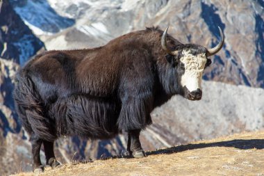 Yak ya da dzo, siyah ya da siyah ya da beyaz, çayırda öküz, latin Bos mutus grunniens, Everest ana kampı, Nepal Himalayalar dağları