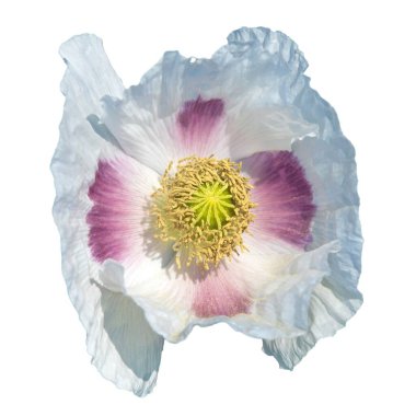 Latin papaver somniferum 'da çiçek açan haşhaş ya da afyon, beyaz arka planda izole edilmiş haşhaş, Çek Cumhuriyeti' nde gıda endüstrisi için beyaz renkli haşhaş yetiştirilir.