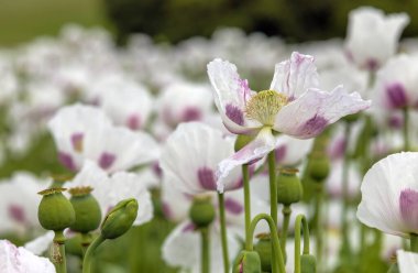 Latin papaver somniferum, haşhaş tarlasında çiçek açan afyon haşhaş tarlası, beyaz renkli haşhaş Çek Cumhuriyeti 'nde gıda endüstrisi için yetiştirilir.