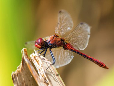 Latince Sympetrum Sanguineum 'da kırmızı yusufçuk.