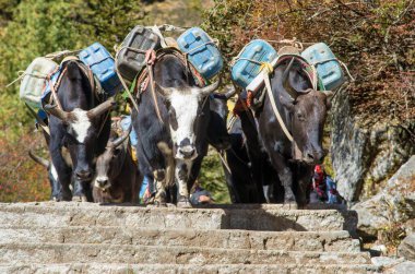 Öküz kervanı ya da dzo Everest ana kampına giderken yolda kutular, eşyalar ve bavullarla, Nepal Himalayalar dağları