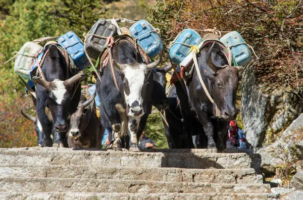 Öküz kervanı ya da dzo Everest ana kampına giderken yolda kutular, eşyalar ve bavullarla, Nepal Himalayalar dağları