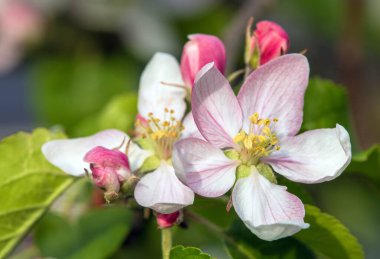 Latince Malus Domestica 'da elma ağacı çiçeği