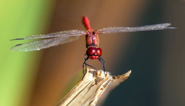 Latince Sympetrum Sanguineum 'da kırmızı yusufçuk.