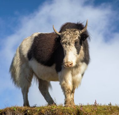 Yak ya da dzo, mavi gökyüzü arka planında siyah beyaz öküz, Latince Bos mutus grunniens