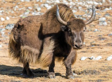 Yak ya da dzo, latin Bos mutus grunniens kahverengi yak