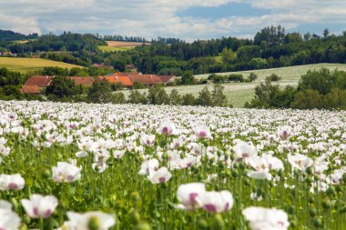 Latin papaver somniferum 'da çiçek açan afyon haşhaş tarlası, Çek Cumhuriyeti' nde gıda endüstrisi için beyaz renkli haşhaş yetiştirilir.