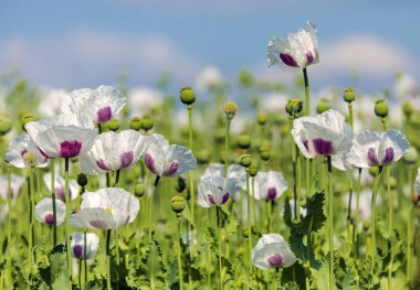 Çiçekli afyon haşhaş tarlası gökyüzünde güzel bulutlar, Latin papaver somniferum, beyaz renkli haşhaş gıda endüstrisi için Çek Cumhuriyeti 'nde yetiştirilir.