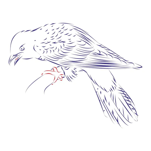 Bir Dalda Oturan Guguk Kuşunun Durmaksızın Çizdiği Çizgi Çizimi Vektör — Stok Vektör