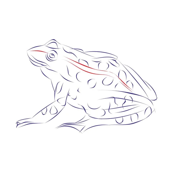 Sürekli Bir Kurbağa Çizimi Oturarak Çizimi Vektör Illüstrasyonu — Stok Vektör