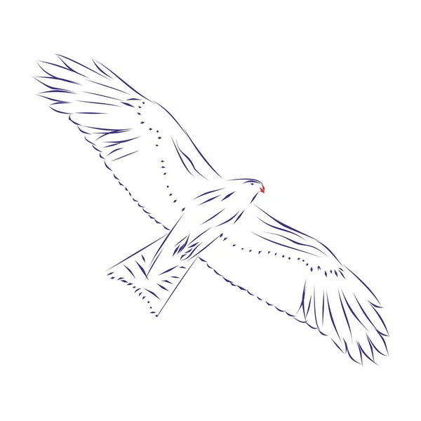 Kontinuierliche Linienzeichnung Eines Fliegenden Adlervogels Ansicht Von Unten Handgezeichnet Vektorillustration — Stockvektor
