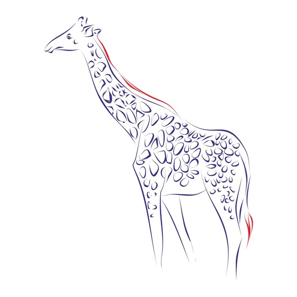 Безперервна Лінія Креслення Жирафа Малюнок Руки Векторні Ілюстрації — стоковий вектор