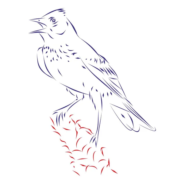 Aralıksız Şakıyan Bir Tarla Kuşunun Çizimleri Çizimi Vektör Illüstrasyonu — Stok Vektör