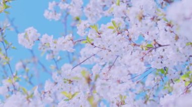 Cherry blossom branch with white flowers in full bloom with small green leaves swaying in the wind in spring under the bright sun. Close-up moving high quality 4K footage.