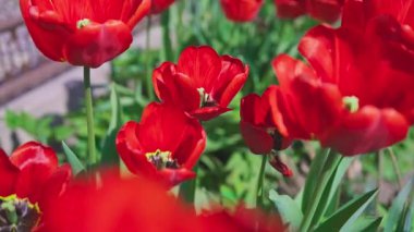 Kırmızı lalelerin güneşli yaz mevsiminde rüzgarda uçuşan çekimleri kapatıyoruz. Yüksek kalite 4k görüntü