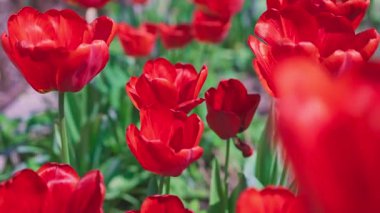 Flowerbed of Red Tulips in the wind in Sunny summer weather. High quality Close-up dolly footage 4k footage