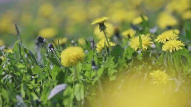 Parlak güneşli bir günde çayırdaki sarı karahindiba çiçeklerinden oluşan bir tarlanın yan görüntüsü. Çekimler devam ediyor. Yüksek kalite 4k görüntü