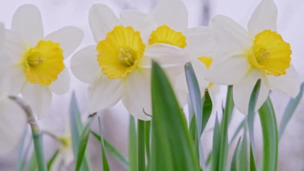Poruszające Się Wietrze Białe Żółte Kwiaty Żonkili Wiosenny Boom Narcyzów — Wideo stockowe