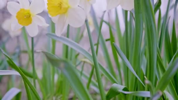 在风中飘扬着白色和黄色的水仙花 花园里的水仙花盛开 高质量的4K镜头 — 图库视频影像
