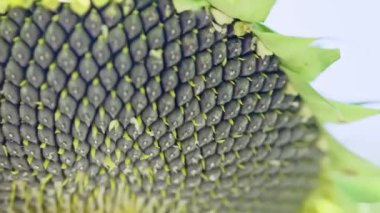 Ripe sunflower head with black seed on the final stage of formation ready to be harvested. Handheld high quality 4k footage