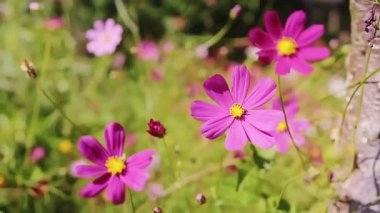 Beautiful pink flowers on sunny day in the green garden swaying in the little breeze. High quality 4k footage