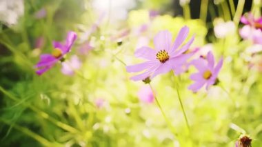 Handheld beautiful pink flowers on sunny day in the green garden swaying in the little breeze. High quality 4k footage