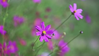 Beautiful pink flowers on sunny day in the green garden swaying in the little breeze. High quality 4k footage