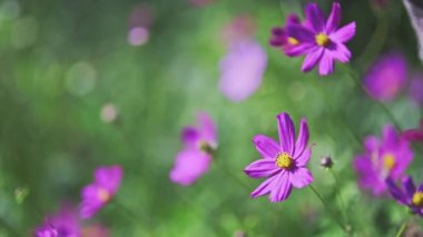 Many beautiful pink flowers on sunny day in the green garden swaying in the little breeze. High quality 4k footage