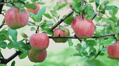 Bahçedeki kırmızı elmalar. Ağaçtaki olgun elmalar rüzgarda sallanıyor. Organik ürünler ve çevre dostu yaşam tarzı kavramı. Yüksek kalite 4k görüntü